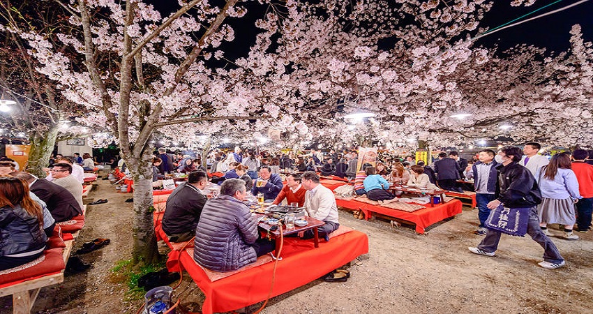 cherry blossom.jpg
